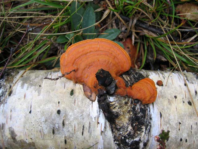 Pycnoporus cinnabarinus